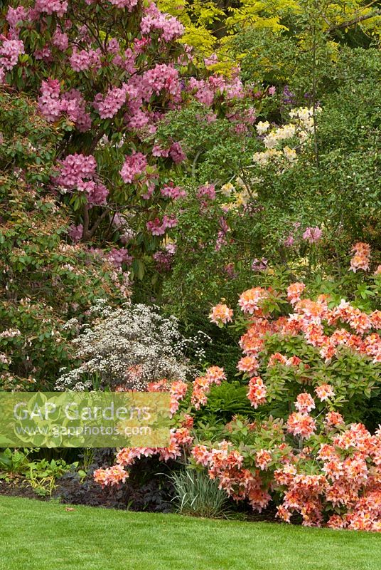 Parterre de printemps d'Anthriscus sylvestris, Hosta et Rhododendron. Victoria BC, Canada