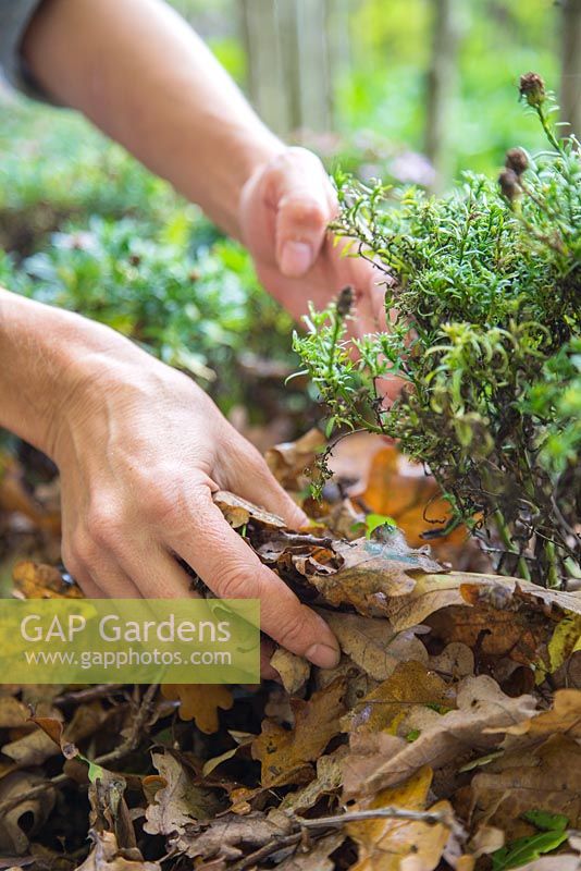 Pailler un parterre de jardin avec des feuilles d'automne