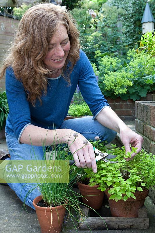 Lady couper des herbes dans des pots cultivés sur le patio, l'origan