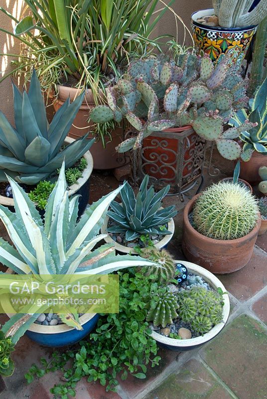 Variété de succulentes en pot et de cactus. San Diego, Californie