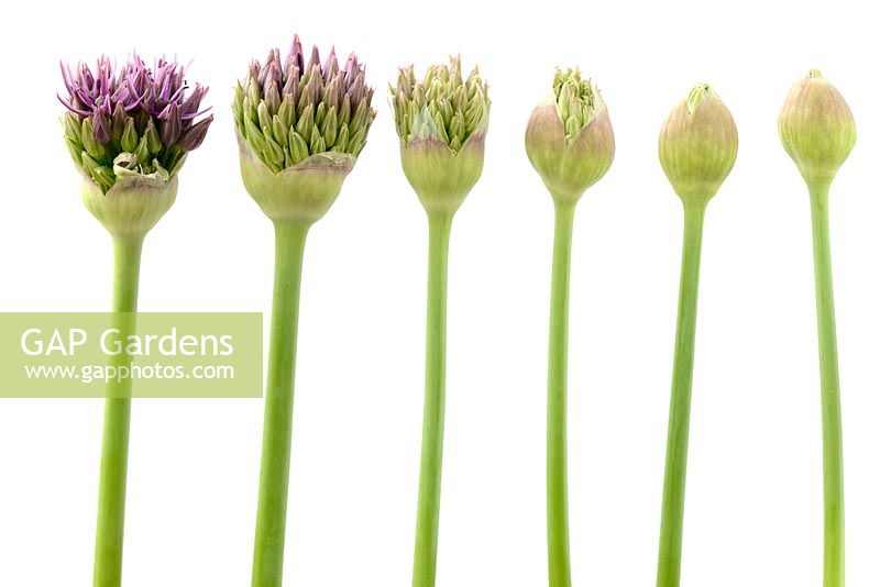 Allium stipitatum 'Violet Beauty '. Six boutons floraux à différents stades d'ouverture
