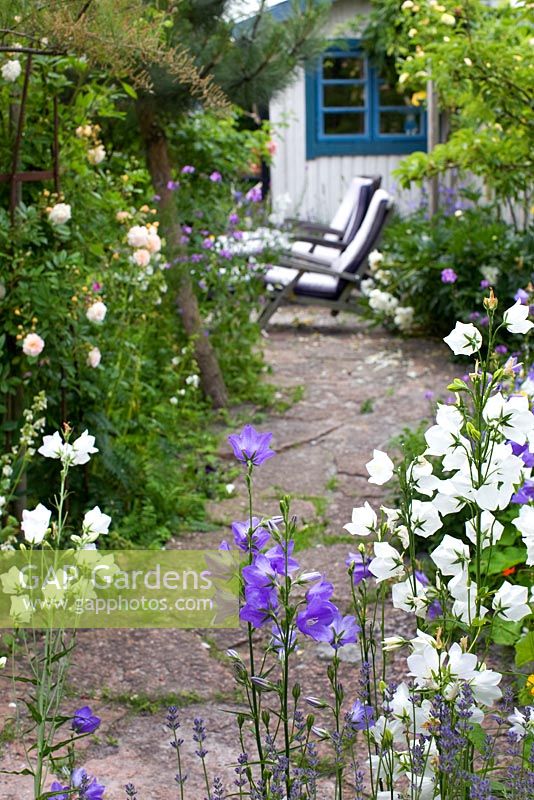 Coin salon à côté d'un cabanon peint dans un jardin de campagne, campanule blanche et lilas