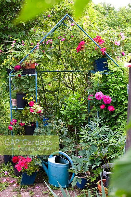 Cadre en métal avec étagères utilisées dans le jardin pour les plantes en pot, y compris la rose, le pélargonium, Lamprocapnos spectabilis