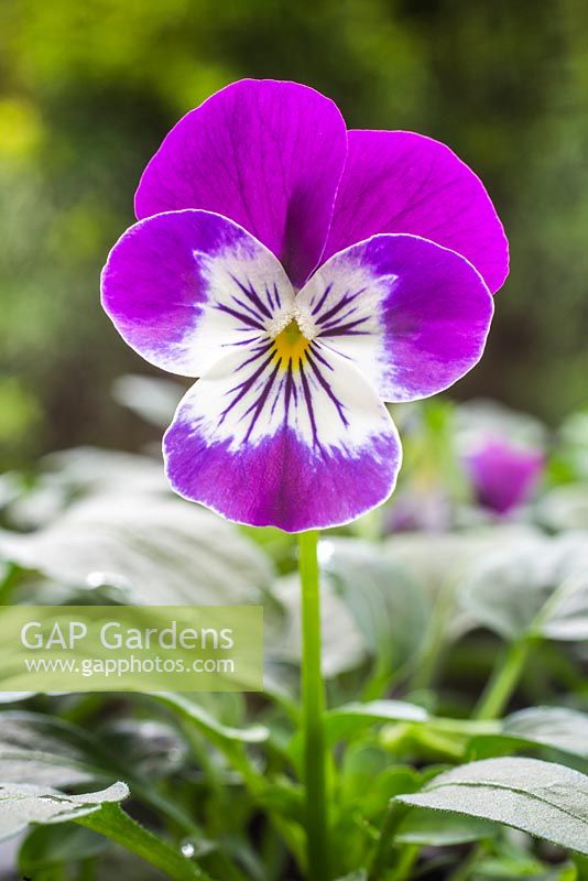 Viola 'Blueberry' Teardrops series