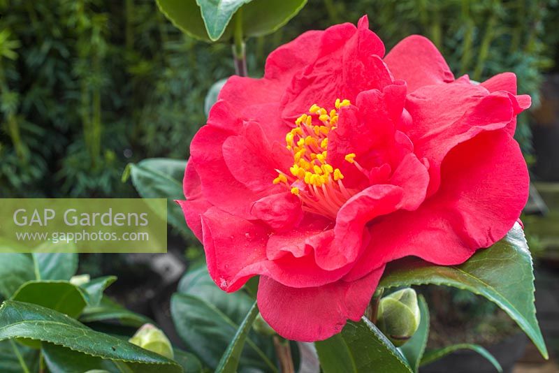 Camellia japonica 'Dr. Burnside'