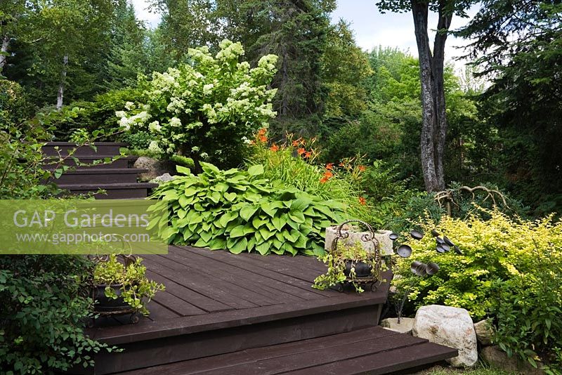 Terrasse en bois brun terrasse en bois bordée de plantes hosta vert vif et arbuste hortensia à fleurs blanches dans le jardin de la cour avant en été