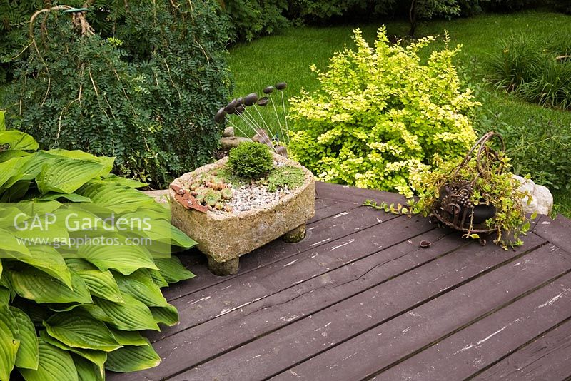 Terrasse en bois brun avec terrasse en bois et jardinière en béton avec echeveria - plantes succulentes, bonsaï à feuilles persistantes miniatures, hosta et caragana pendula - arbuste pleureur en été