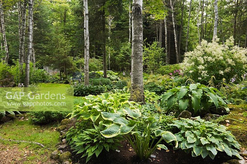 Bois avec hostas dont 'Rain Dawn' et betula - bouleaux en été, persicaria polymorpha blanc - fleurs en molleton géantes en arrière-plan