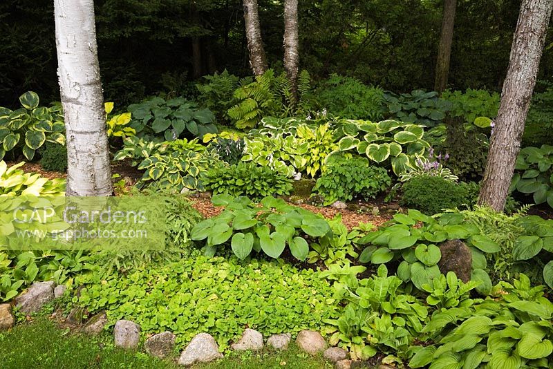 Parterres bordés de pierres et plantés d'hostas, y compris ptéridophytes - fougères dans le jardin, l'été