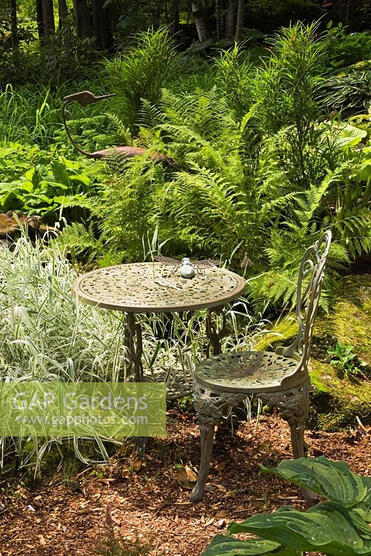 Phalaris arundinacea 'Picta' - Ruban ornemental Herbe plantée à côté d'une table et d'une chaise en fonte de style bistro avec des ptéridophytes - fougères