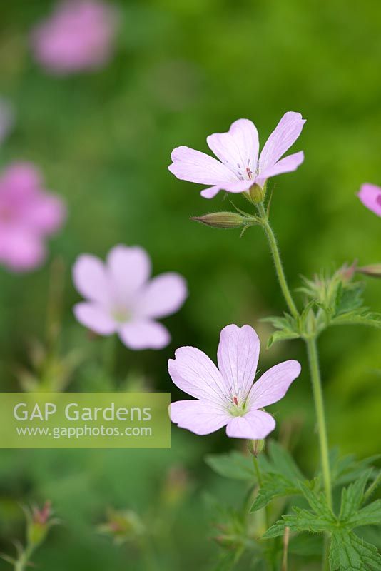 Geranium endressii