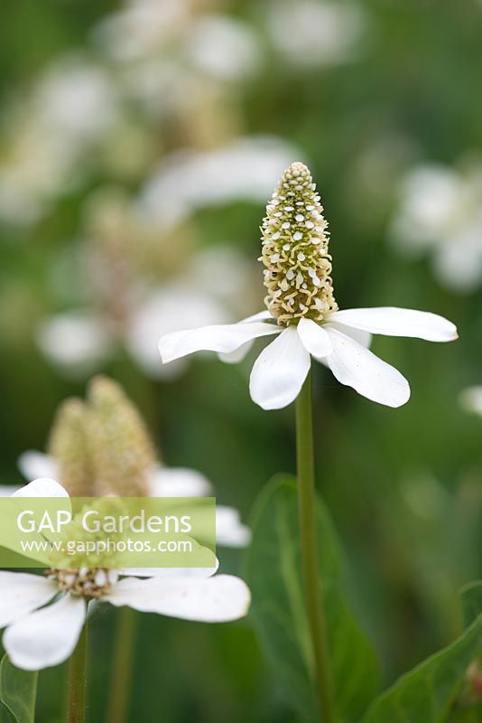 Anemopsis californica - Yerba mansa