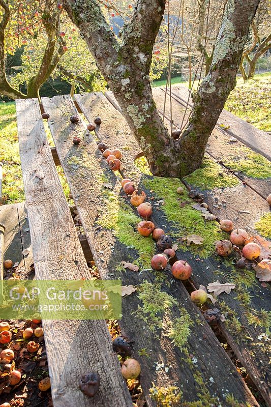 Table et chaises parsemées de pommes tombées sous un pommier dans un vieux verger en automne.