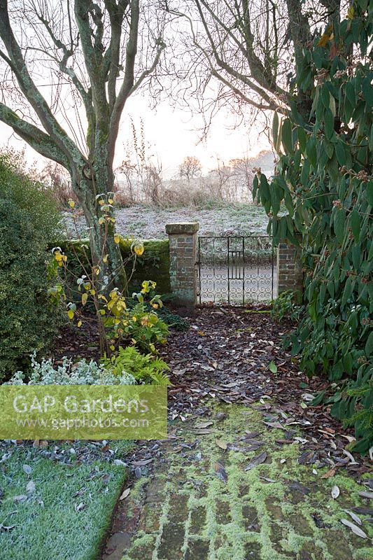 Chemin de brique mène à la porte du jardin encadrée par de grandes viburnum rhytidophyllum et ballota pseudodictamnus