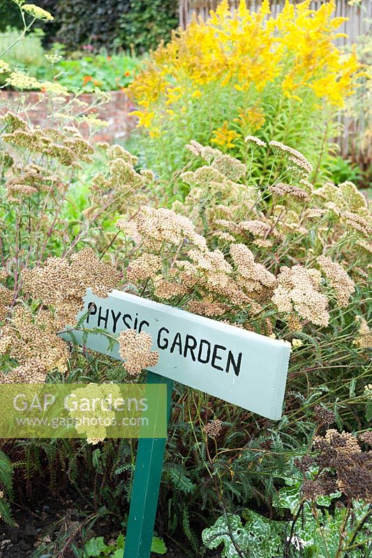 Inscrivez-vous pour un petit jardin physique entouré d'achillées et de Silybum marianum.