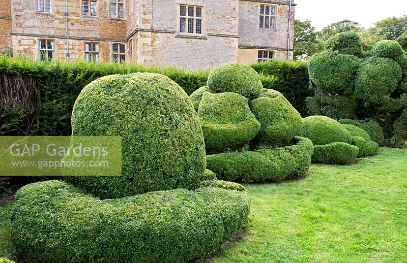 Formes inhabituelles à topiaire. Domaine privé et jardin - ouvert au public. Moreton-in-Marsh, Oxfordshire. Septembre.