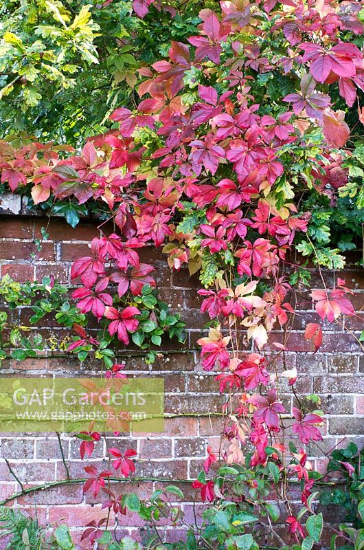 Parthenacissus thompsonii - Vigne vierge. Le jardin de roses à Pashley Manor Gardens. Septembre. East Sussex.