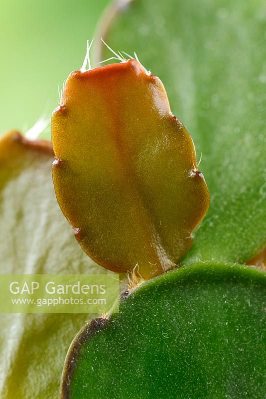 Rhipsalidopsis - cactus de Pâques. Nouveau segment de tige en croissance