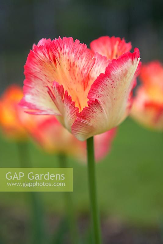 Tulipa 'Perroquet des Caraïbes'
