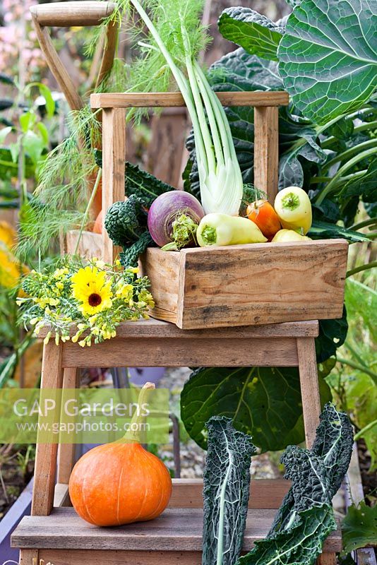 Légumes récoltés sur une échelle dans le jardin potager.