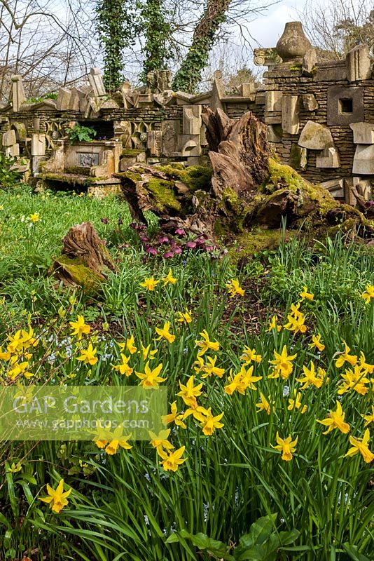 Le mur des cadeaux et des jonquilles dans The Stumpery, Highgrove Garden, avril 2013