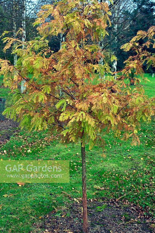 Metasequoia Glyptostroboides 'Goldrush' en couleur d'automne