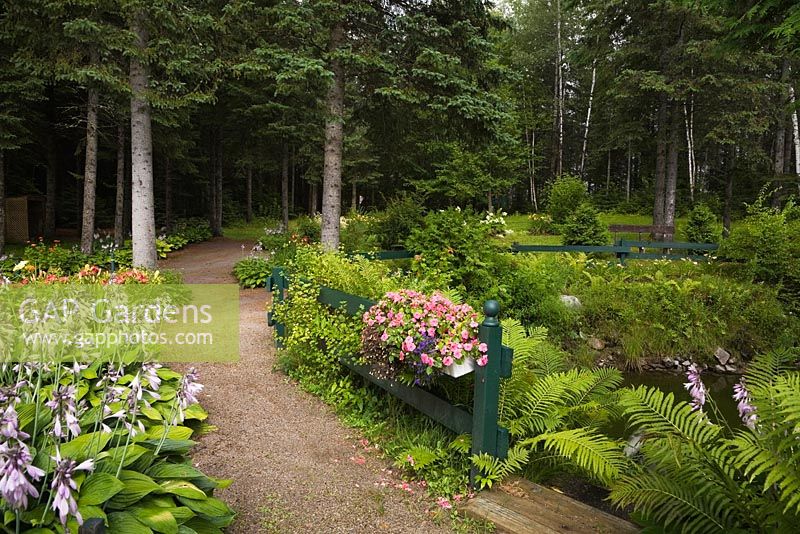 Chemin de gravier bordé de plantes hosta à fleurs mauves et d'une clôture en bois décorée d'un bac à fleurs d'impatiens roses et de matteuccia struthiopteris 'Plume d'autruche' - Fougères dans un jardin champêtre en été, Jardin des Mesanges, Québec, Canada