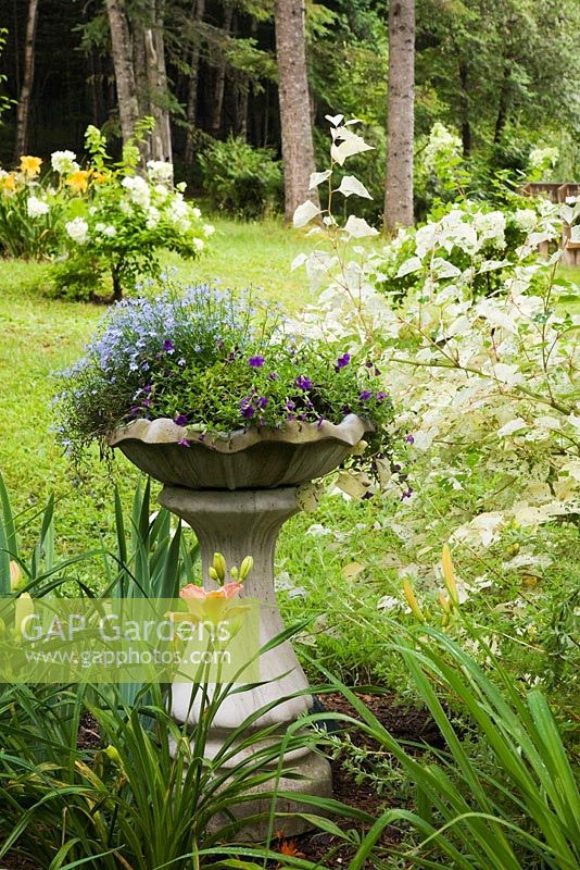 Jardinière sur pied avec Calibrachoa violet - Surfinia Million Bells et fleurs bleues Lobelia siphilitica et un arbuste 'Painter's Palette' Persicaria virginiana à droite dans l'arrière-cour Jardin de campagne en été, Jardin des Mesanges, Rivière-Rouge, Laurentides, Québec, Canada