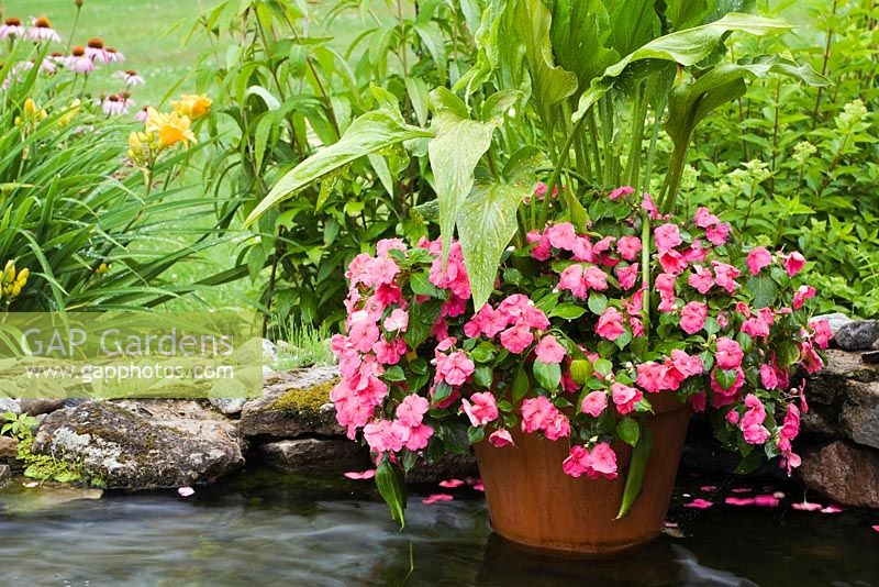 Jardinière en terre cuite remplie d'Impatiens roses et Calla 'Bog Arum' dans un étang dans le jardin de l'arrière-pays en été, Québec, Canada