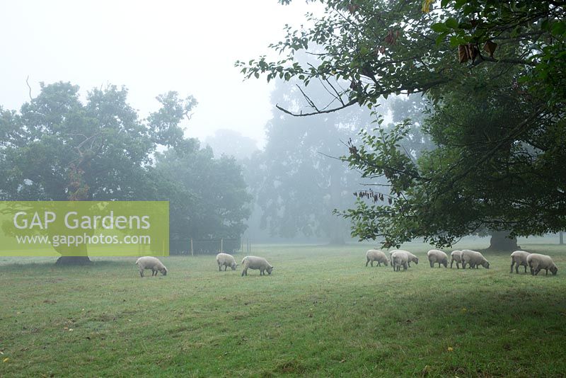 Des moutons paissent dans le pré autour de Highgrove. Certains arbres autour de Highgrove datent de 1680. Septembre 2013.