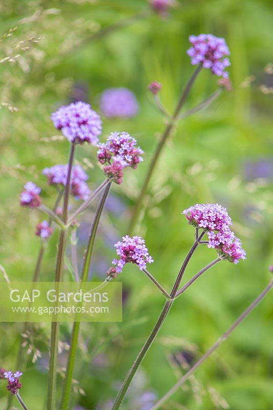 Verbena rigida. Jardin: Vestra Wealth's Vista. Designer