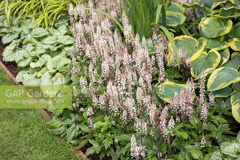 Hosta 'Frances Williams', Tiarella 'Pink Skyrocket' et Brunnera macrophylla 'Jack Frost '. Jardin: Vestra Wealth's Vista.