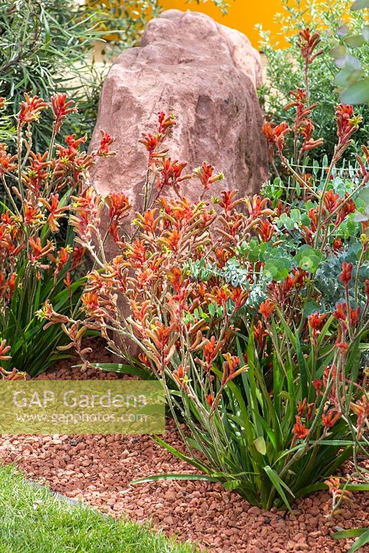 Plantation de parterres d'hybrides Anigozanthos 'orange nana' et Eucalyptus 'Little Boy Blue '. Jardin: Essence of Australia. RHS Hampton Flower Show 2014