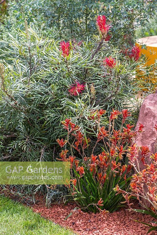 Plantation de parterres de Callistemon 'Kings Park Special' et hybride d'Anigozanthos 'nana orange '. Jardin: Essence of Australia. RHS Hampton Flower Show 2014