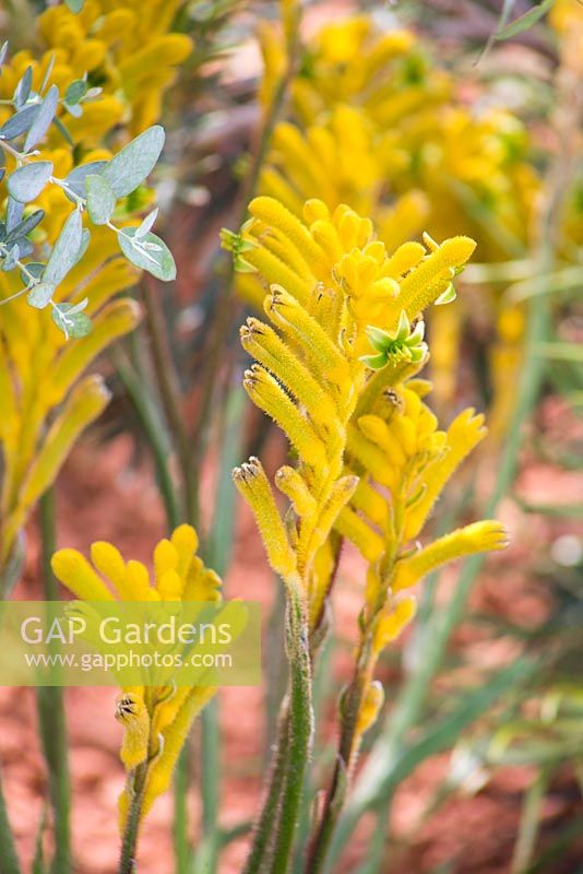 Anigozanthos hybride 'nana yellow '. Jardin: Essence d'Australie.