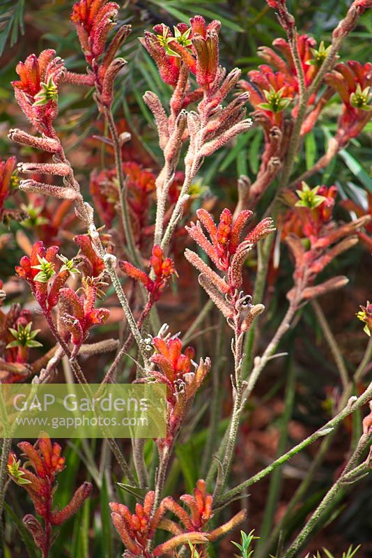 Anigozanthos hybride 'nana red '. Jardin: Essence d'Australie.