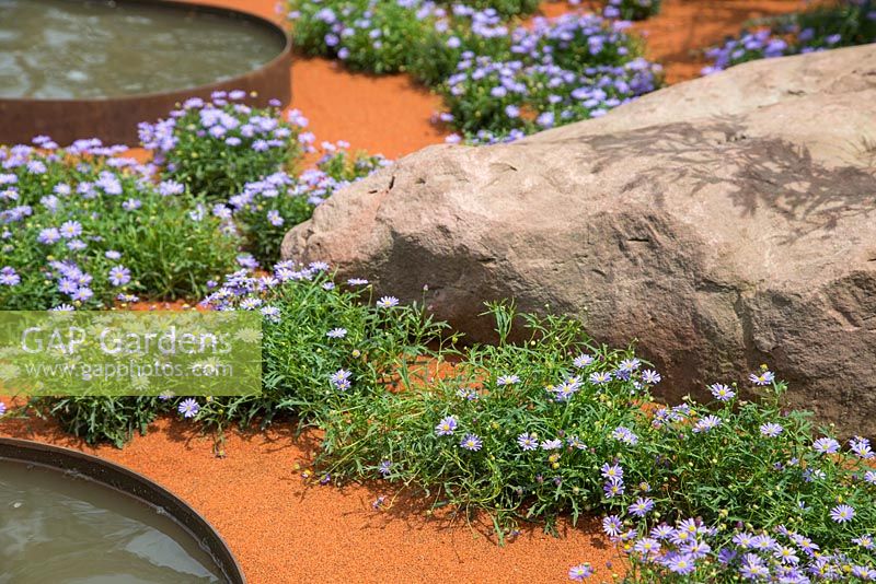 Brachyscome parmi les roches et les plans d'eau. Jardin: Essence d'Australie. RHS Hampton Flower Show 2014