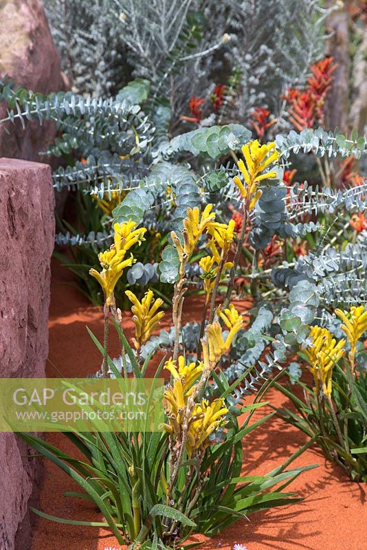 Anigozanthos hybride 'nana yellow' et Eucalyptus 'Little Boy Blue '. Garden: Essence of Australia. RHS Hampton Flower Show 2014