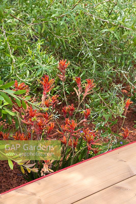 Plantation de parterres de hybrides Anigozanthos 'orange nana' et Banksia integrifolia, à côté d'une passerelle en bois. Jardin: Essence d'Australie. RHS Hampton Flower Show 2014