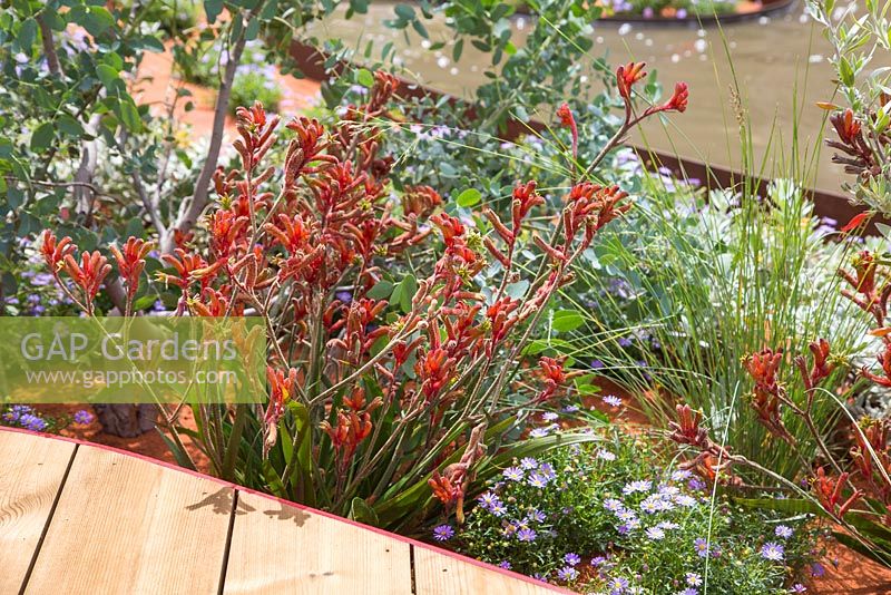 Plantation de parterres de fleurs hybrides d'Anigozanthos 'nana red' sous-plantées de Brachyscome, à côté d'une passerelle en bois. Jardin: Essence d'Australie. RHS Hampton Flower Show 2014