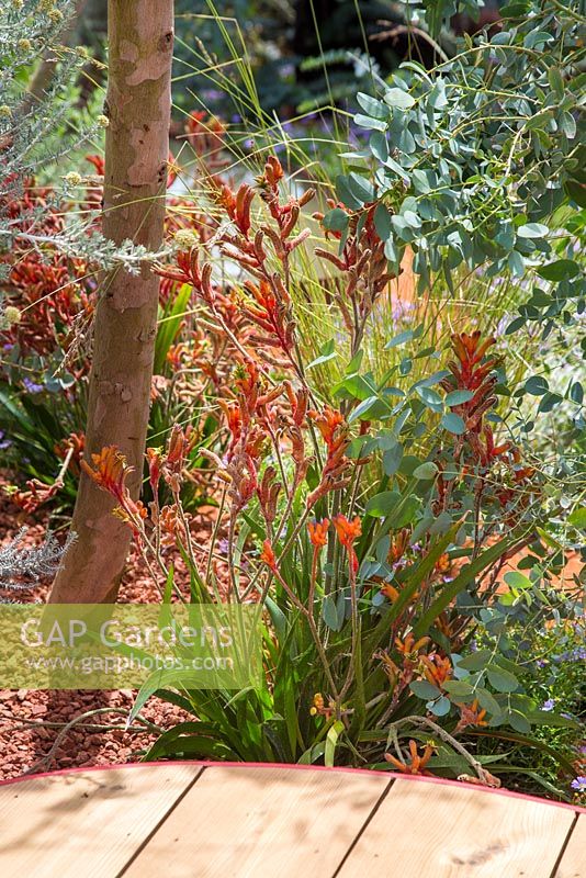 Parterre de fleurs hybride d'Anigozanthos 'nana orange' et d'Eucalyptus gunnii, à côté d'une passerelle en bois. Jardin: Essence d'Australie. RHS Hampton Flower Show 2014
