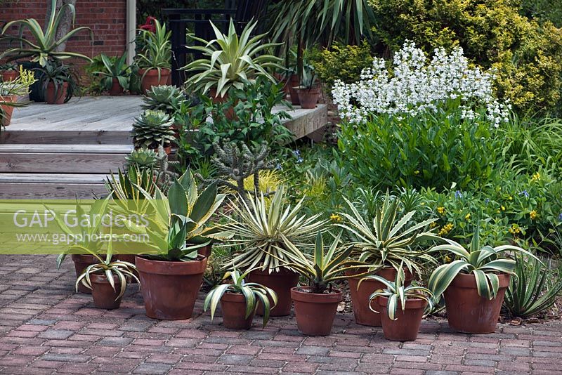 Collection d'agaves, vu dans la cour arrière du jardin des délices des plantes de l'Avent Tony, en Caroline du Nord