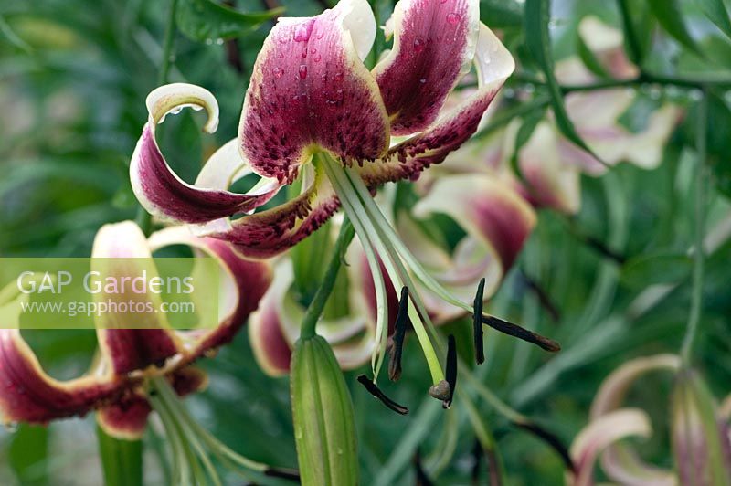 Lilium 'Scheherazade' - lis hybride orienpet