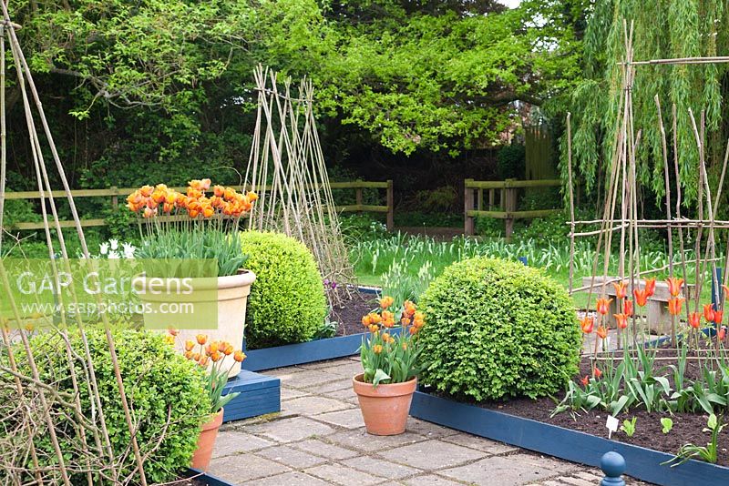 Bordures de légumes surélevées avec des supports de canne à planter dans le jardin de légumes et de coupe de printemps, y compris les boules Buxus et Tulipa 'Ballerina' et Tulipa 'Cairo' dans des pots décoratifs