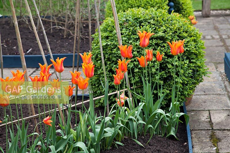 Tulipa 'Ballerine' en parterre de fleurs soulevé au printemps