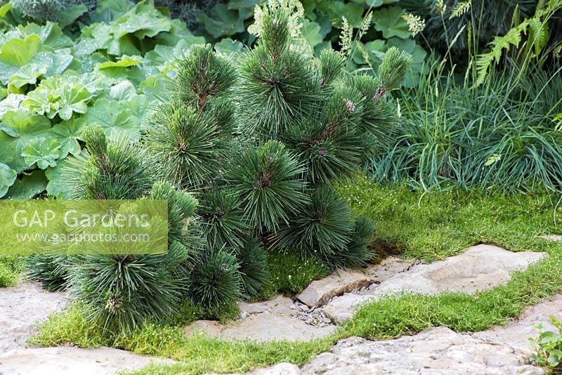 Pinus thunbergii 'Thunderhead', Sesleria caerulea et Alchemilla mollis en parterre de fleurs. Jardin: le vert est la couleur.