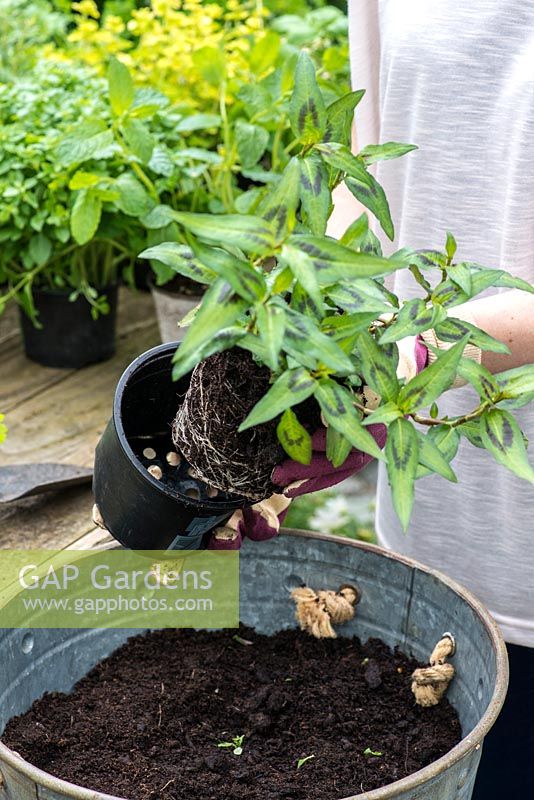 Planter un pot potager. Étape 4: retirez les plantes de leurs pots, en desserrant soigneusement les racines.