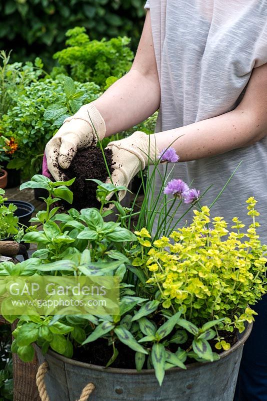 Planter un pot potager. Étape 11: Remplissez le pot de terreau et fermez pour fixer les plantes.