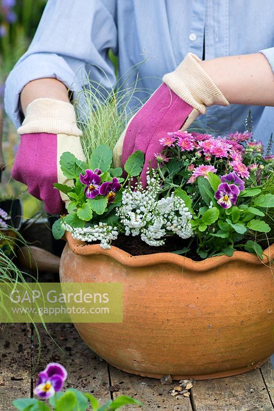 Planter le pot de fin d'été pas à pas. Remplissez les derniers espaces autour du bord du pot avec des altos.