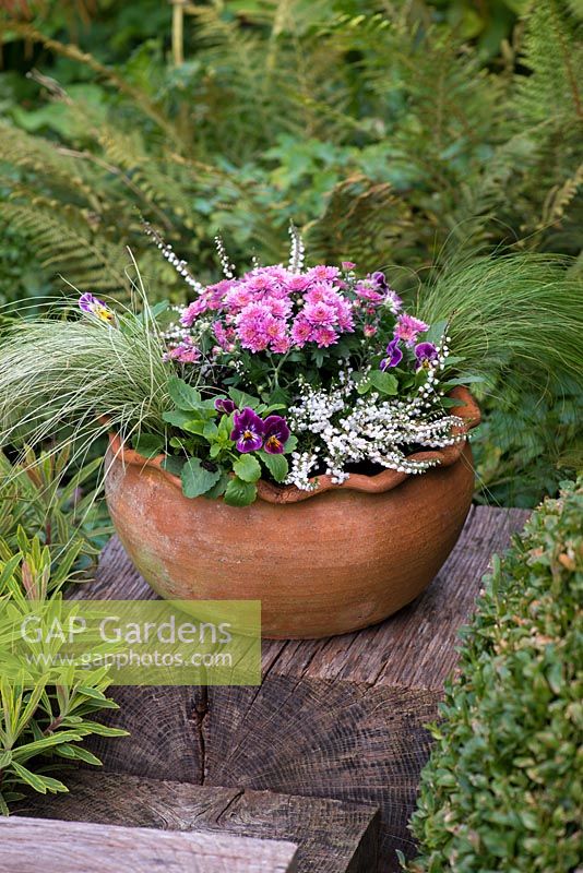 Planter le pot de fin d'été pas à pas. Un pot de fin d'été avec des chrysanthèmes en pot, de la bruyère blanche d'hiver, des altos et des herbes Stipa tenuissima.